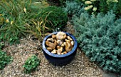 WATER FEATURE STEP-BY-STEP: BLUE CERAMIC POT PLACED ON TOP OF BLUE PLASTIC BUCKET AND FILLED WITH CREAMY BROWN ROCKS AND PEBBLES. BEHIND IS STIPA ARUNDINACEA AND KNIPHOFIA
