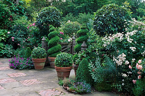 BOX_TOPIARY_SPIRALS_AND_BALLS_ON_A_SOUTH_FACING_TERRACE__RANI_LALS_GARDEN__OXON