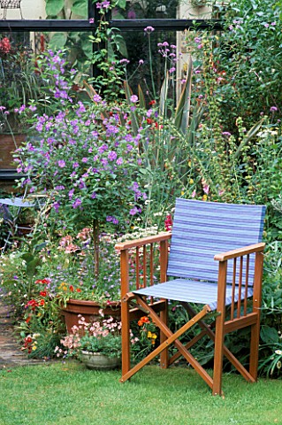 BLUE_DIRECTORS_CHAIR_BESIDE_A_STANDARD_SOLANUM_RANTONNETII_IN_A_POT_WITH_NEMESIA_IN_THE_SMALLER_POT_