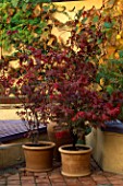 THREE JAPANESE MAPLES IN TERRACOTTA CONTAINERS: 2 ARE ACER PALMATUM ATROPURPUREUM AND AT THE FRONT IS ACER PALMATUM OSAKAZUKI. BEHIND IS VITIS COIGNETIAE ON THE WALL