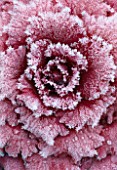 ORNAMENTAL CABBAGE COVERED IN FROST/NEW SHOOTS