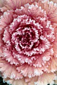 ORNAMENTAL CABBAGE COVERED IN FROST