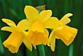 DETAIL OF YELLOW HEADS OF NARCISSUS TETE-A-TETE