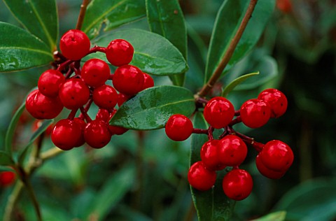 RED_BERRIES_OF_SKIMMIA_JAPONICA_TANSLEY_GEM
