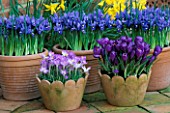 TERRACOTTA SPRING CONTAINERS WITH CROCUS TOMMASINIANUS WHITEWELL PURPLE AND CROCUS FLOWER RECORD WITH IRIS HARMONY  BEHIND