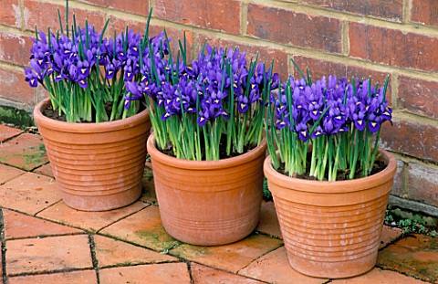 ROW_OF_THREE_TERRACOTTA_SPRING_CONTAINERS_WITH_IRIS_HARMONY