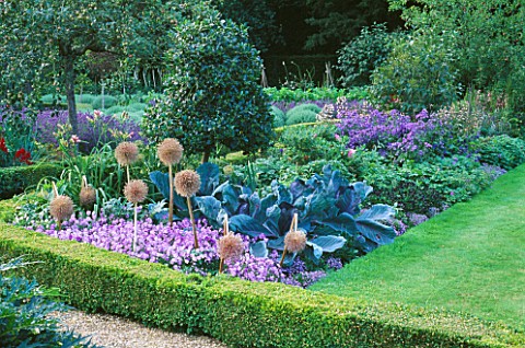 ALLIUM_GIGANTEUM__CABBAGES__AND_BLUE_VIOLAS__IN_THE_WALLED_GARDEN_AT_WEST_GREEN_HOUSE__HAMPSHIRE