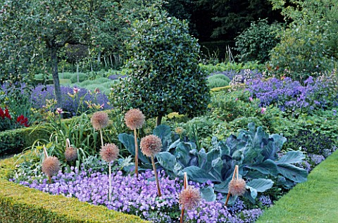 ALLIUM_GIGANTEUM__CABBAGES__AND_BLUE_VIOLAS__IN_THE_WALLED_GARDEN_AT_WEST_GREEN_HOUSE__HAMPSHIRE