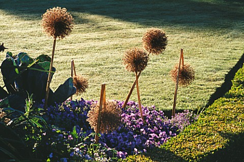 ALLIUM_GIGANTEUM_AND_BLUE_VIOLAS__IN_THE_WALLED_GARDEN_AT_WEST_GREEN_HOUSE__HAMPSHIRE