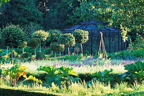 AN_OLD_FRUIT_CAGE_SURROUNDED_BY_LAVENDER_AND_RHUBARB_IN_THE_WALLED_VEGETABLE_GARDEN_AT_WEST_GREEN_HO