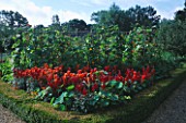 RED ANTIRHINUMS AND RUNNER BEANS BESIDE BOX HEDGING IN THE THE WALLED VEGETABLE GARDEN AT WEST GREEN HOUSE  HAMPSHIRE