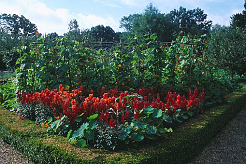 RED_ANTIRHINUMS_AND_RUNNER_BEANS_BESIDE_BOX_HEDGING_IN_THE_THE_WALLED_VEGETABLE_GARDEN_AT_WEST_GREEN