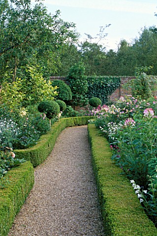 CLIPPED_BOX_MOPHEADS__BOX_HEDGING_AND_CLEOME_IN_THE_WALLED_GARDEN_AT_WEST_GREEN_HOUSE__HAMPSHIRE