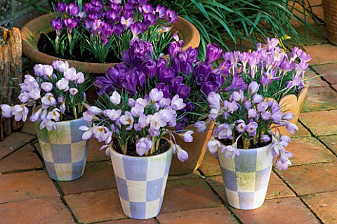 BLUE_AND_WHITE_CHEQUED_TERRACOTTA_POTS_BY_JANE_HOGBEN_WITH_CROCUS_BLUE_PEARL_BEHIND_IS_CROCUS_FLOWER