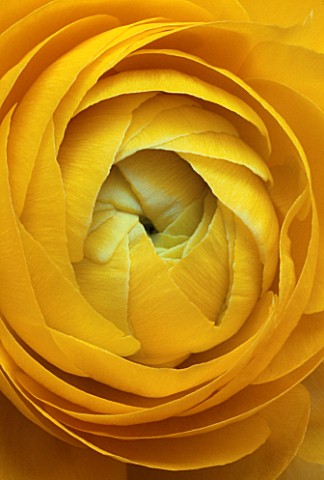 CENTRE_OF_YELLOW_RANUNCULUS__NEW_SHOOTS