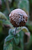 FROSTED PHLOMIS FRUTICOSA