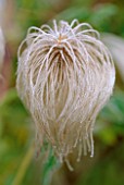 FROSTED SEED HEAD OF A CLEMATIS/NEW SHOOTS