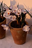 TERRACOTTA POT BY JANE HOGBEN ON WINDOWSILL PLANTED WITH CROCUS CRYSANTHUS PRINS CLAUS