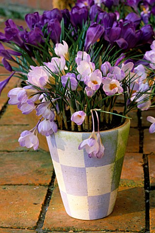BLUE_AND_WHITE_CHEQUED_TERRACOTTA_POT_BY_JANE_HOGBEN_PLANTED_WITH_CROCUS_BLUE_PEARL