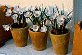 TERRACOTTA POTS BY JANE HOGBEN ON A WINDOWSILL PLANTED WITH CROCUS CHRYSANTHUS PINS CLAUS