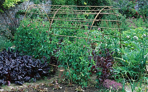 SWEET_PEA_TUNNEL_IN_THE_POTAGER_AT_HADSPEN_HOUSE_GARDEN__SOMERSET