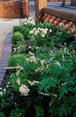 FRONT_GARDEN_WITH_WHITE_PLANTING_NARCISSUS_GERANIUM__BELLIS__HOSTAS__BOX_BALLS_AND_WHITE_DICENTRA_TH