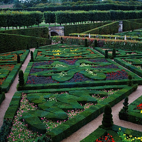 BOX_HEDGES__TOPIARY_SHAPES_AND_DWARF_DAHLIASGARDEN_OF_LOVE_AT_CHATEAU_DE_VILLANDRY