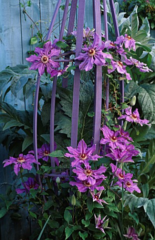 DECORATIVE_WOODEN_PLANT_SUPPORT_PAINTED_MAUVE_AND_PLANTED_WITH_CLEMATIS_EDOUARD_DESFOSSE_THE_NICHOLS