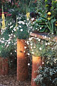 TALL TERRACOTTA POTS CONTAINING WHITE DIANTHUS IN FRONT OF IRIS AND YELLOW VERBASCUM.  CHELSEA 1999.
