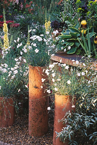 TALL_TERRACOTTA_POTS_CONTAINING_WHITE_DIANTHUS_IN_FRONT_OF_IRIS_AND_YELLOW_VERBASCUM__CHELSEA_1999