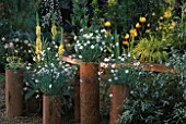 TALL TERRACOTTA POTS CONTAINING WHITE DIANTHUS IN FRONT OF YELLOW VERBASCUM  IRISES AND HAKONECHLOA MACRA AUREOLA.  CHELSEA 1999.