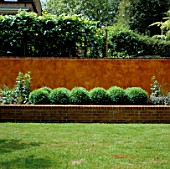 RAISED BED WITH BOX BALLS BACKED BY ITALIAN POLISHED PLASTER WALL AND PLEACHED LIMES. MODERNISTS TOWN GARDEN.