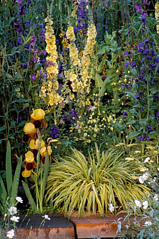 HAKONECHLOA_MACRA_AREOLA_WITH_IRIS_RAJA_AND_ACHILLEA__ANTHEA_AND_VERBASCUM_GAINSBOROUGH__CHANNEL_4S_