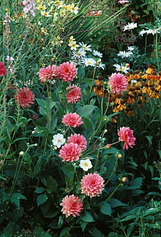 HELENIUMS_AND_DAHLIAS_IN_JENNY_JOWETTS_MIXED_HERBACEOUS_BORDER