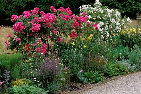 ROSA_AMERICAN_PILLAR_AND_SANDERS_WHITE_RAMBLER_IN_A_MIXED_BORDER_BESIDE_THE_DRIVE_AT_JENNY_JOWETTS_G