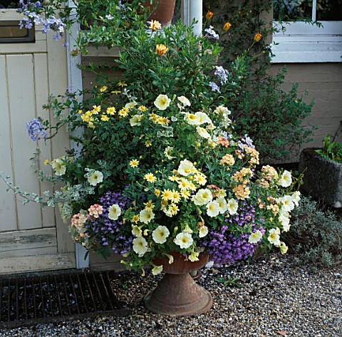 CONTAINER_BESIDE_FRONT_DOOR_FILLED_WITH_VERBENA_PEACHES_AND_CREAM__PETUNIA__PLUMBAGO_AND_ARGYRANTHEM