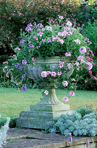 STONE_CONTAINER_FILLED_WITH_VERBENA_AND_SCENTED_GERANIUMS_JENNY_JOWETTS_GARDEN