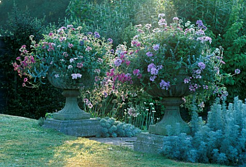 A_PAIR_OF_STONE_CONTAINERS_FILLED_WITH_MIXED_VERBENA_AND_SCENTED_GERANIUMS_JENNY_JOWETTS_GARDEN