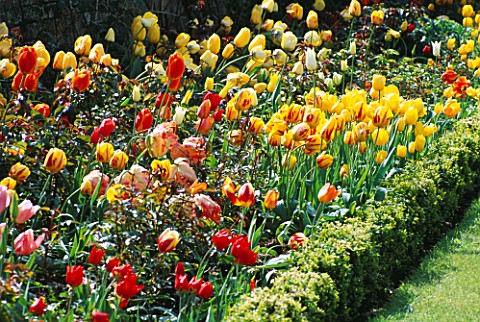 MIXED_BORDER_OF_TULIPS_PLANTED_WITH_ROSES__AND_SURROUNDED_WITH_BUXUS_SEMPERVIRENS_THE_ABBEY_HOUSE__W