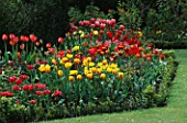 MIXED BORDER OF TULIPS PLANTED WITH ROSES   AND SURROUNDED BY BUXUS SEMPERVIRENS. THE ABBEY HOUSE  WILTSHIRE.