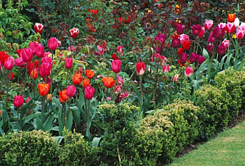 MIXED_BORDER_OF_TULIPS_PLANTED_WITH_ROSES____AND_SURROUNDED_BY_BUXUS_SEMPERVIRENS_THE_ABBEY_HOUSE__W