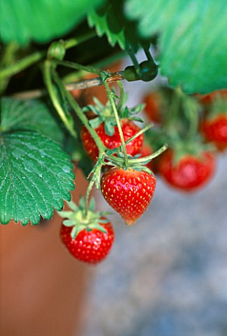 CLOSE_UP_OF_STRAWBERRY_PLANT_IN_TERRACOTTA_POT_THE_CHEFS_ROOF_GARDEN__CHELSEA_1999