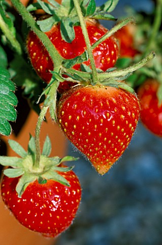 CLOSE_UP_OF_STAWBERRIES_IN_TERRACOTTA_POT_THE_CHEFS_ROOF_GARDEN__CHELSEA_1999