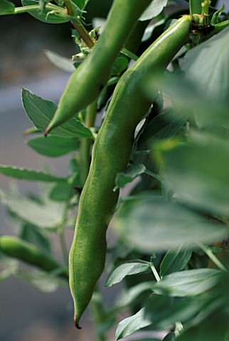 CLOSE_UP_OF_BROAD_BEANS_VICIA_FABA_THE_CHEFS_ROOF_GARDEN__CHELSEA_1999