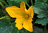 CLOSE UP OF YELLOW FLOWER OF THE COURGETTE. THE CHEFS ROOF GARDEN  CHELSEA 1999.
