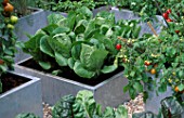 SQUARE GALVANIZED STEEL CONTAINERS PLANTED WITH CABBAGE JANUARY KING  AND TOMATOES. THE CHEFS ROOF GARDEN  CHELSEA 1999.