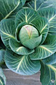 CLOSE UP OF CENTRE OF A CABBAGE JANUARY KING PLANTED IN A GALVANIZED STEEL CONTAINER. THE CHEFS ROOF GARDEN  CHELSEA 1999.