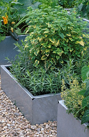 GALVANIZED_STEEL_CONTAINERS_PLANTED_WITH_FLOWERING_COURGETTE__MELISSA_OFFICINALIS_AND_FRENCH_ARTEMIS