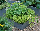GALVANIZED STEEL CONTAINERS PLANTED WITH CELERY GOLDEN BLANCHING  ORIGANUM AND FLOWERING COURGETTES. THE CHEFS ROOF GARDEN  CHELSEA 1999.