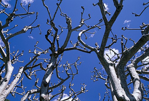 PLANE_TREES_PRUNED_INTO_CANDELABRA_SHAPES_AT_THE_VILLA_DEL_BALBIANELLO_SEEN_FROM_THE_SHORES_OF_LAKE_